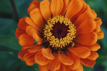 Plan for Less Pests with Integrated Pest Management Image